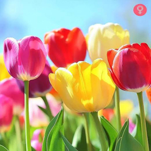 اخذ ویزای تحصیلی از طریق دوره های زبان